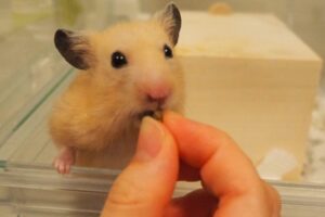 HAMSTER PLUS　がっつく